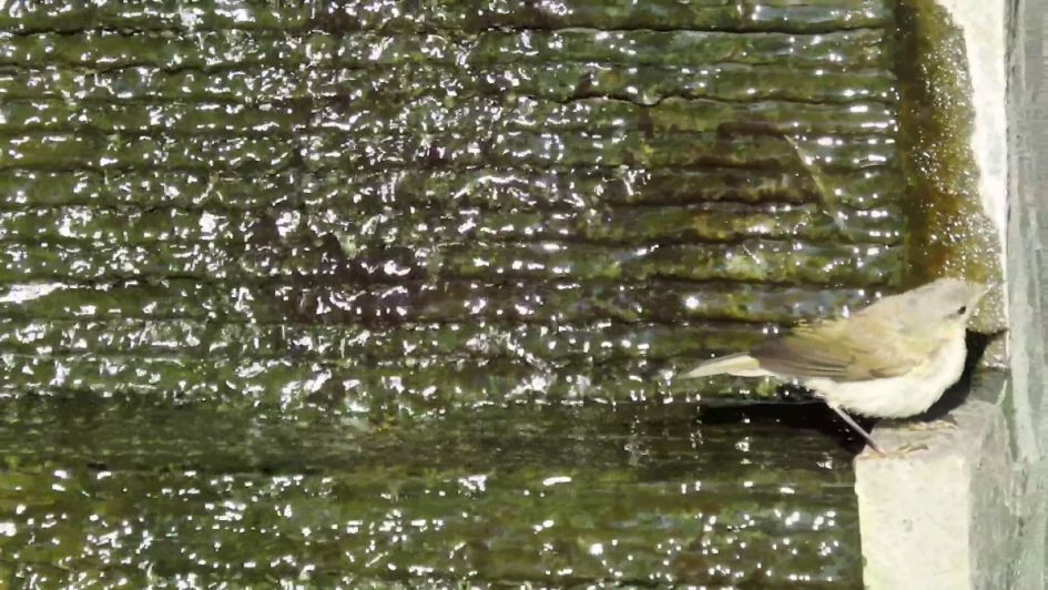 welk vogeltje is dit ?